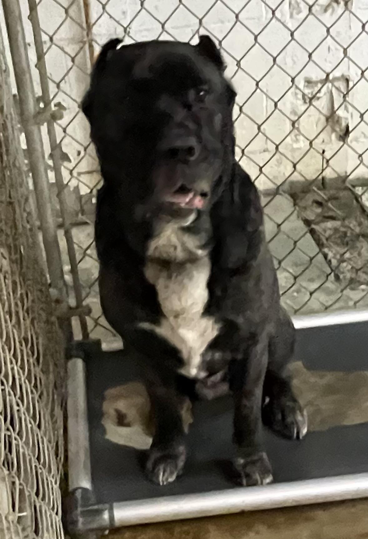 Enlarge Allen/ Anubis ADOPTED , an adopted Cane Corso in Canton, OH image 4/6