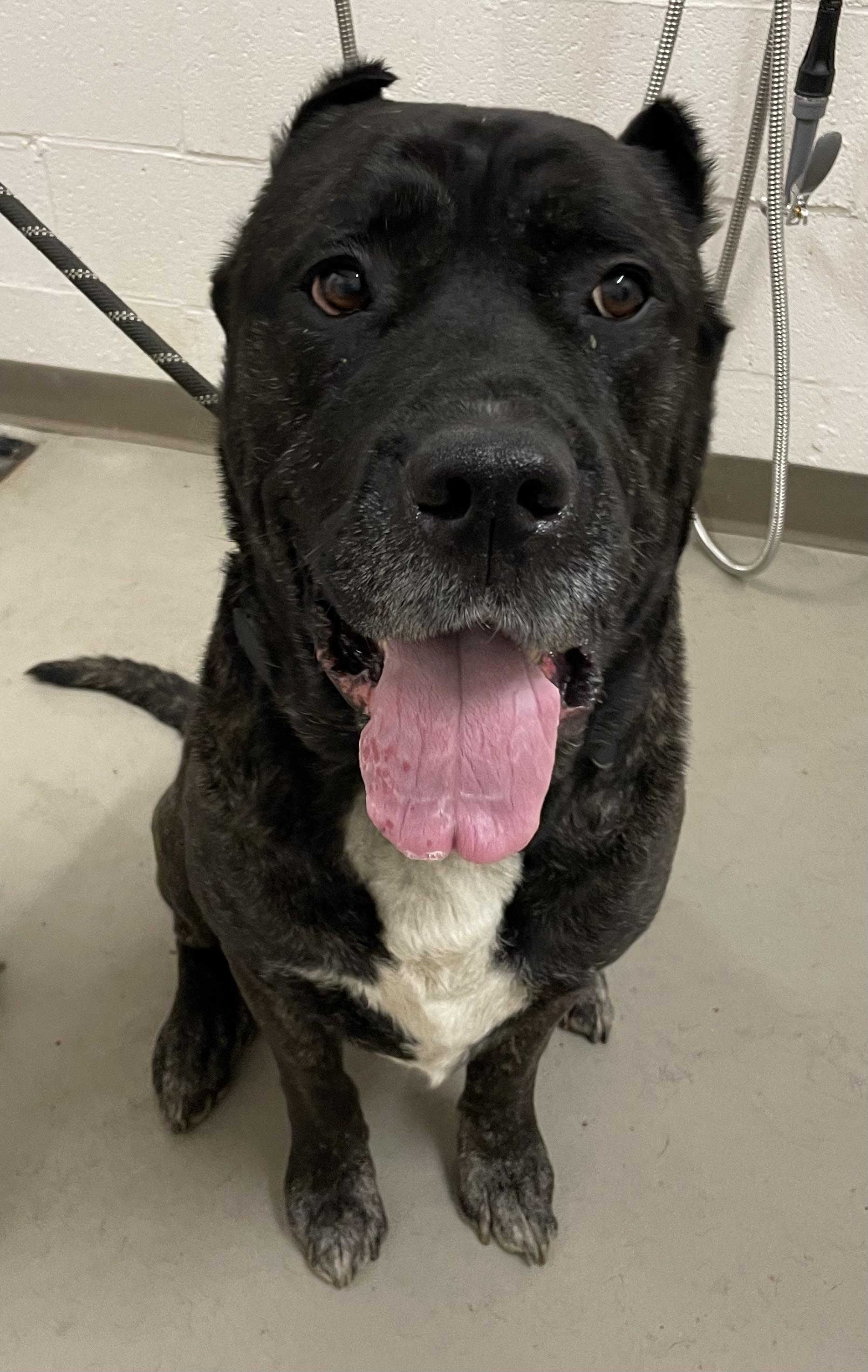 Allen/ Anubis ADOPTED , adopted, Adult Male Cane Corso.