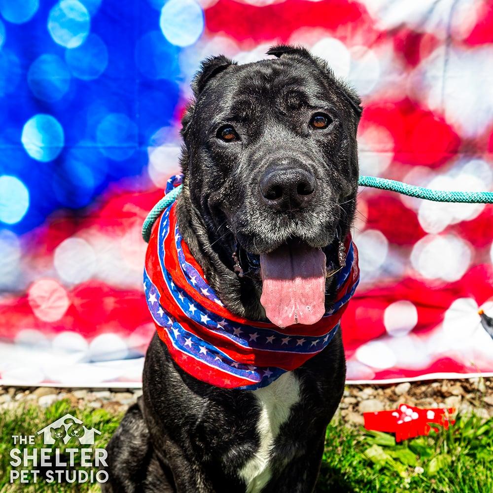 Enlarge Anubis AVAILABLE, an adoptable Cane Corso in Canton, OH image 1/6