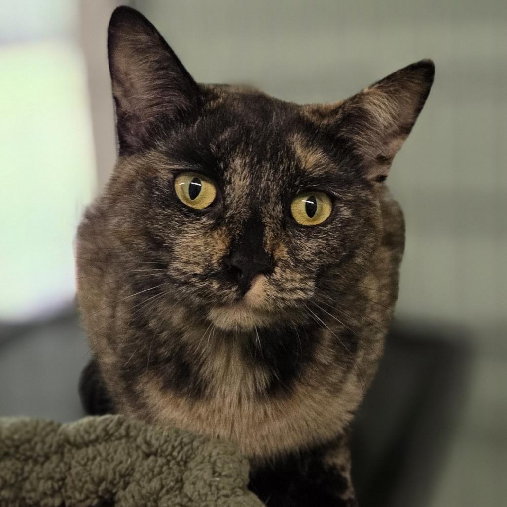 Heidi, a Adoptable Domestic Short Hair in Pittsford, VT image 1/3
