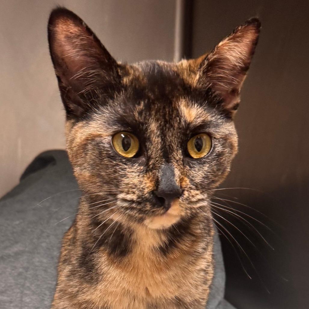 Heidi, a Adoptable Domestic Short Hair in Pittsford, VT image 2/3
