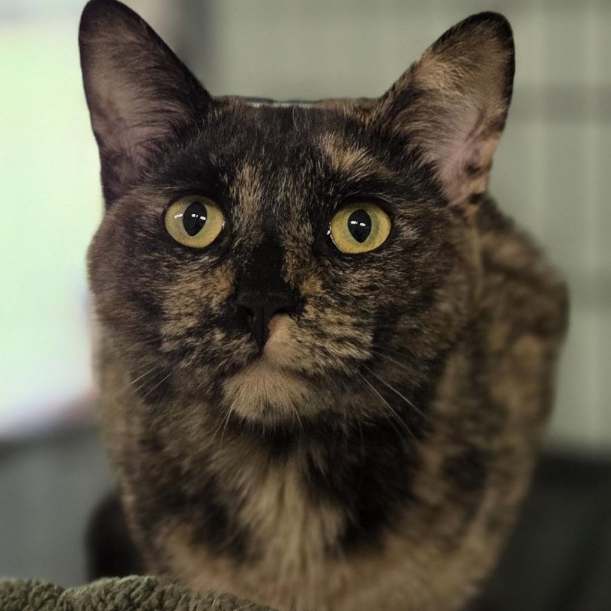Heidi, a Adoptable Domestic Short Hair in Pittsford, VT image 3/3