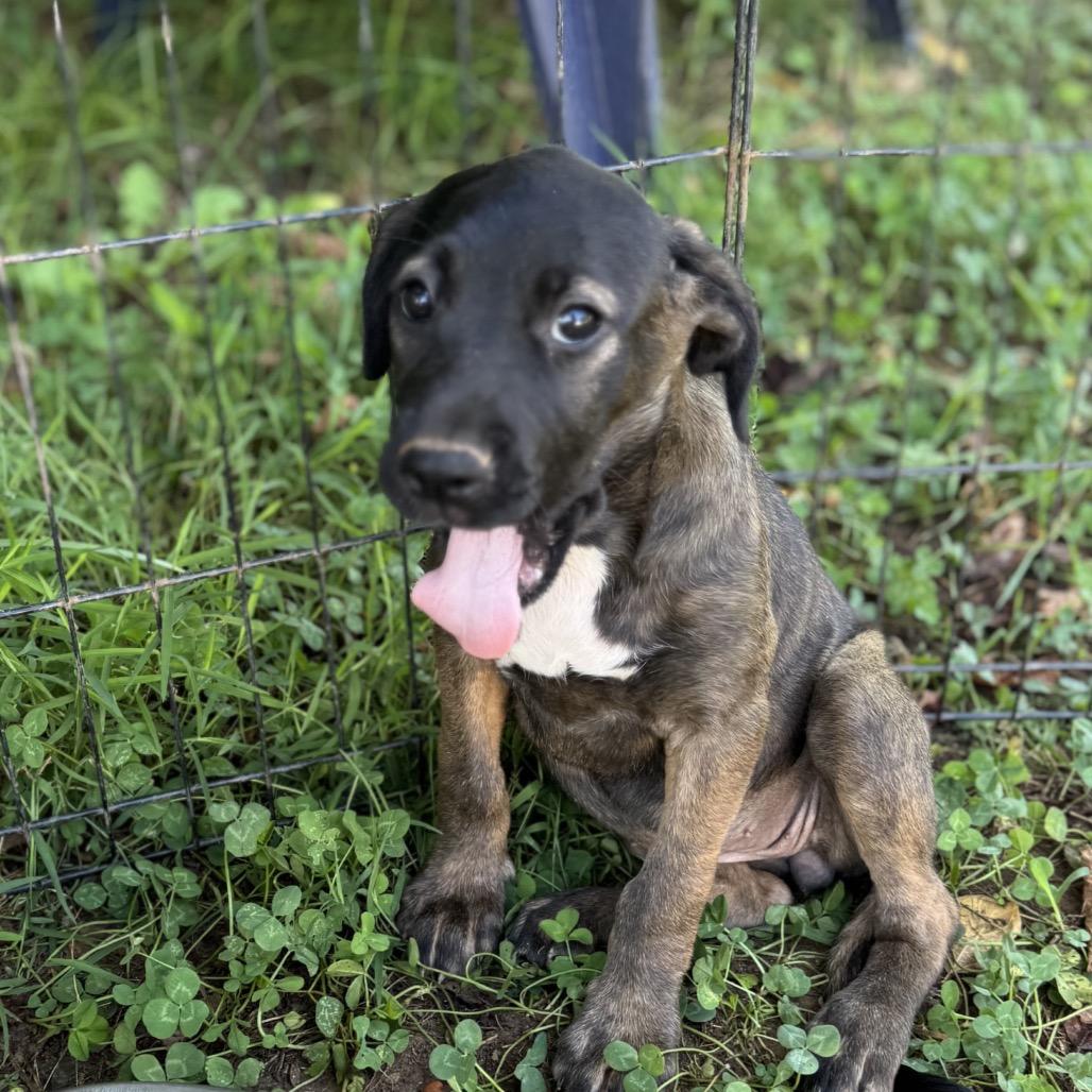 Enlarge ALPHARETTA - Samira, a Adoptable Mixed Breed in Alpharetta, GA image 2/6