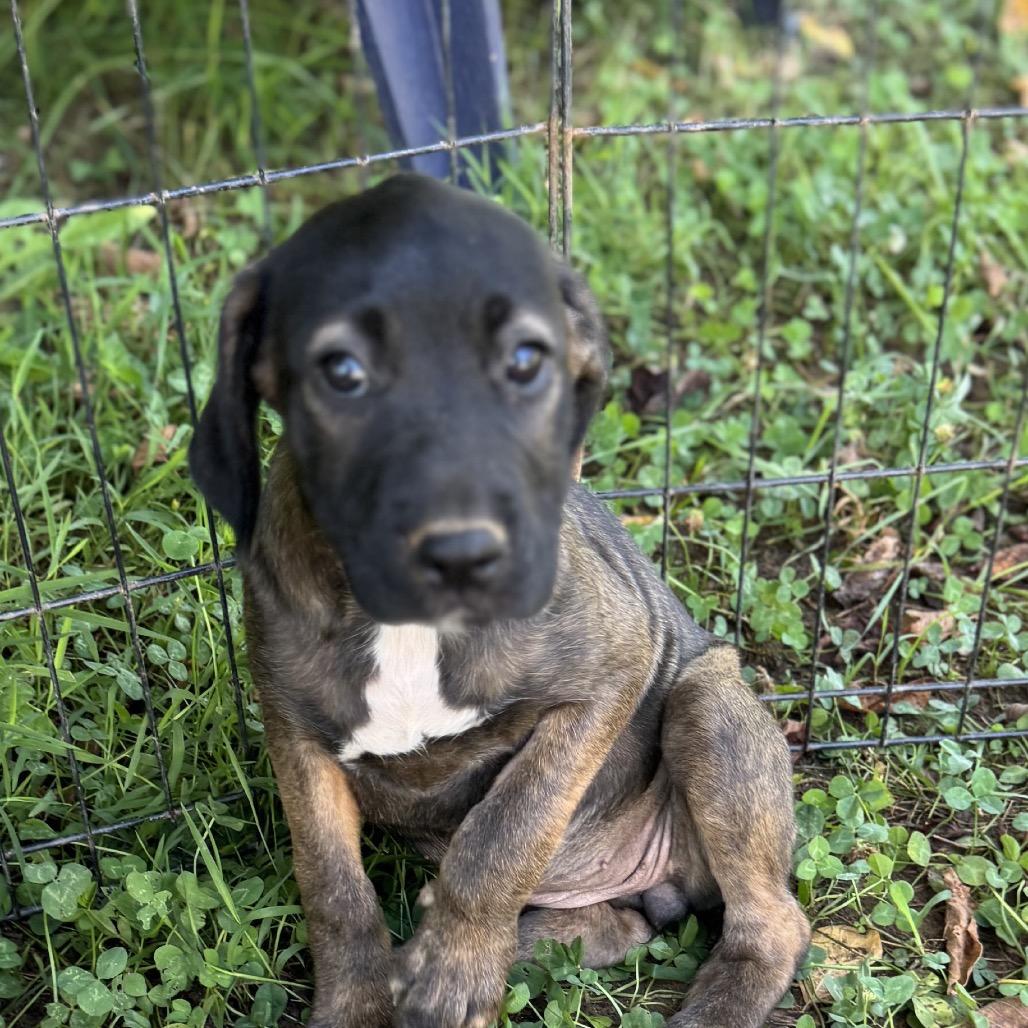 Enlarge ALPHARETTA - Samira, a Adoptable Mixed Breed in Alpharetta, GA image 3/6