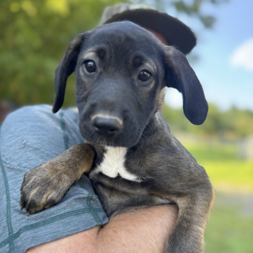 Enlarge ALPHARETTA - Samira, a Adoptable Mixed Breed in Alpharetta, GA image 1/6