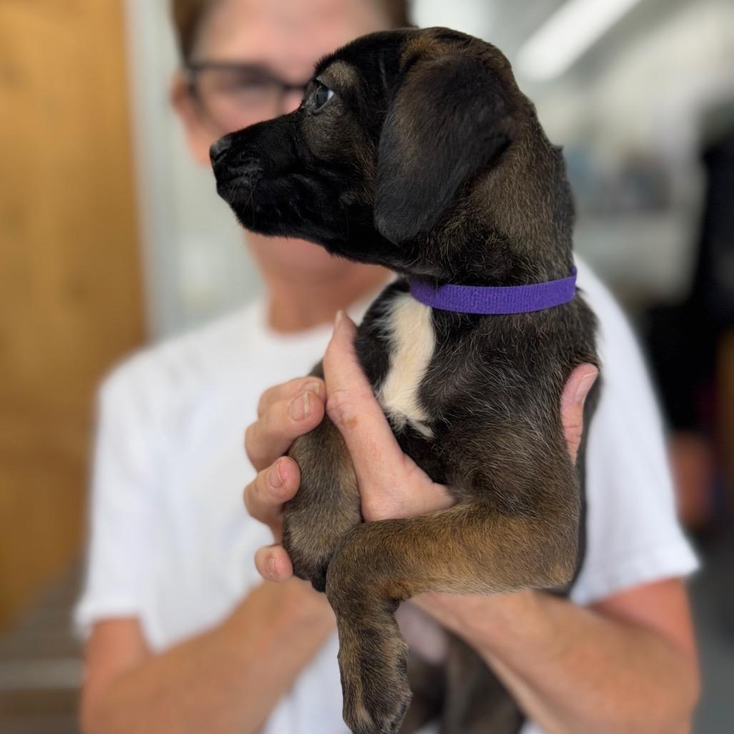 Enlarge ALPHARETTA - Samira, a Adoptable Mixed Breed in Alpharetta, GA image 5/6