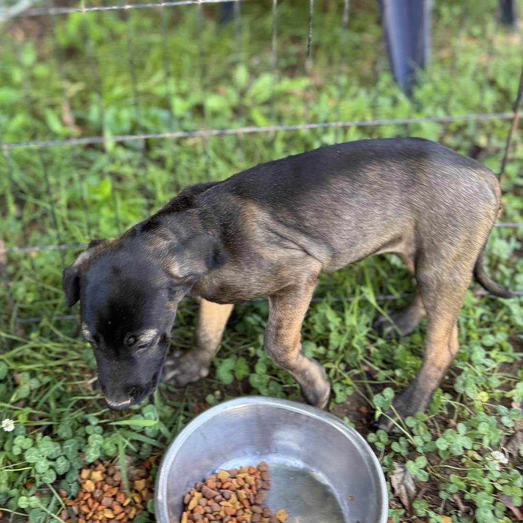 Enlarge ALPHARETTA - Samira, a Adoptable Mixed Breed in Alpharetta, GA image 6/6