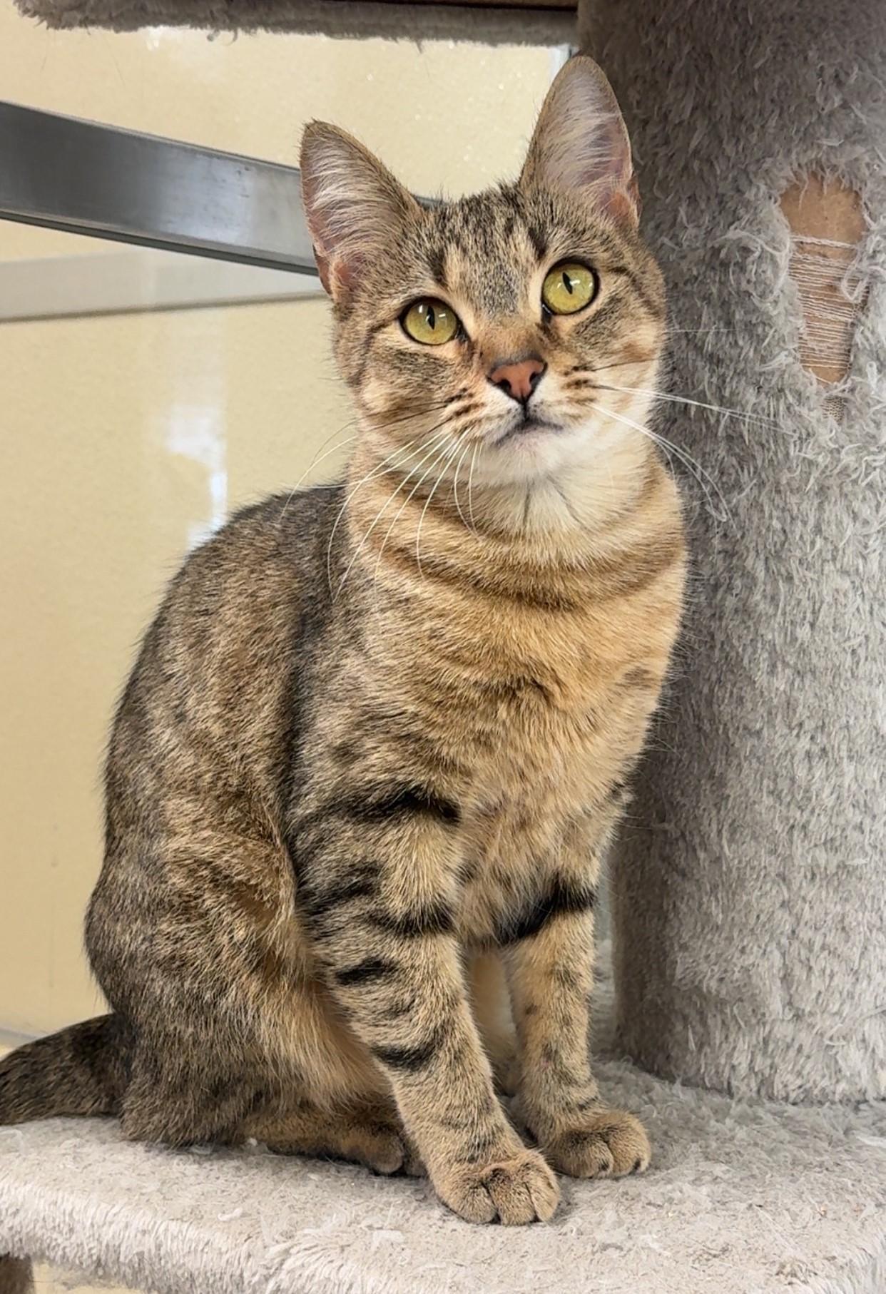 Minnie, ADOPTABLE, Young Female Domestic Short Hair.