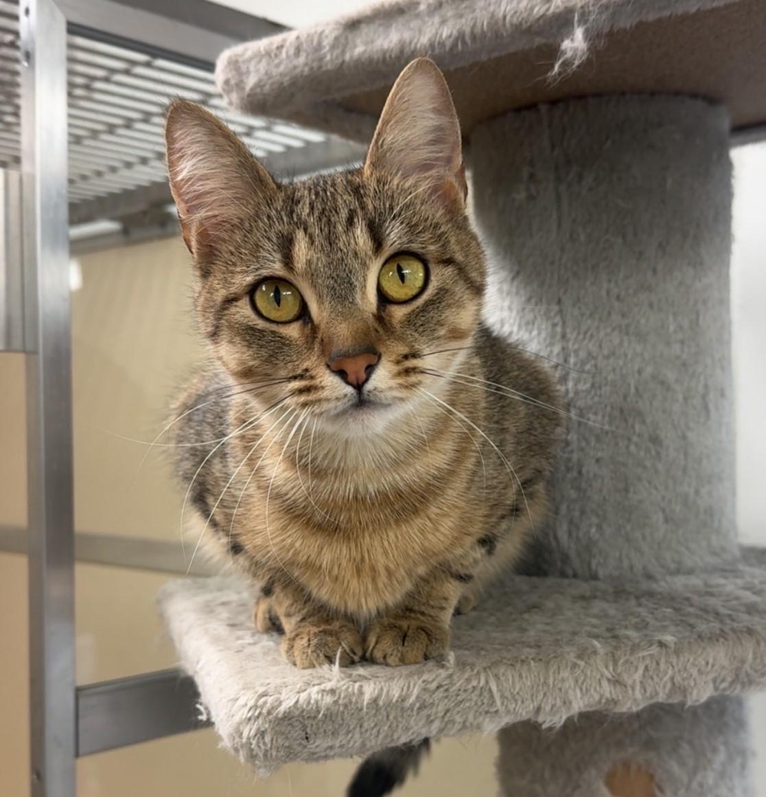 Enlarge Minnie, a ADOPTABLE Domestic Short Hair in Kearneysville, WV image 4/4