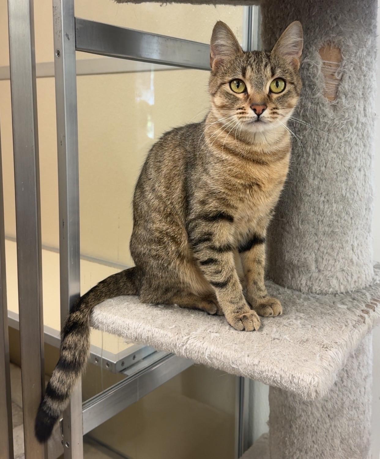 Enlarge Minnie, a ADOPTABLE Domestic Short Hair in Kearneysville, WV image 3/4