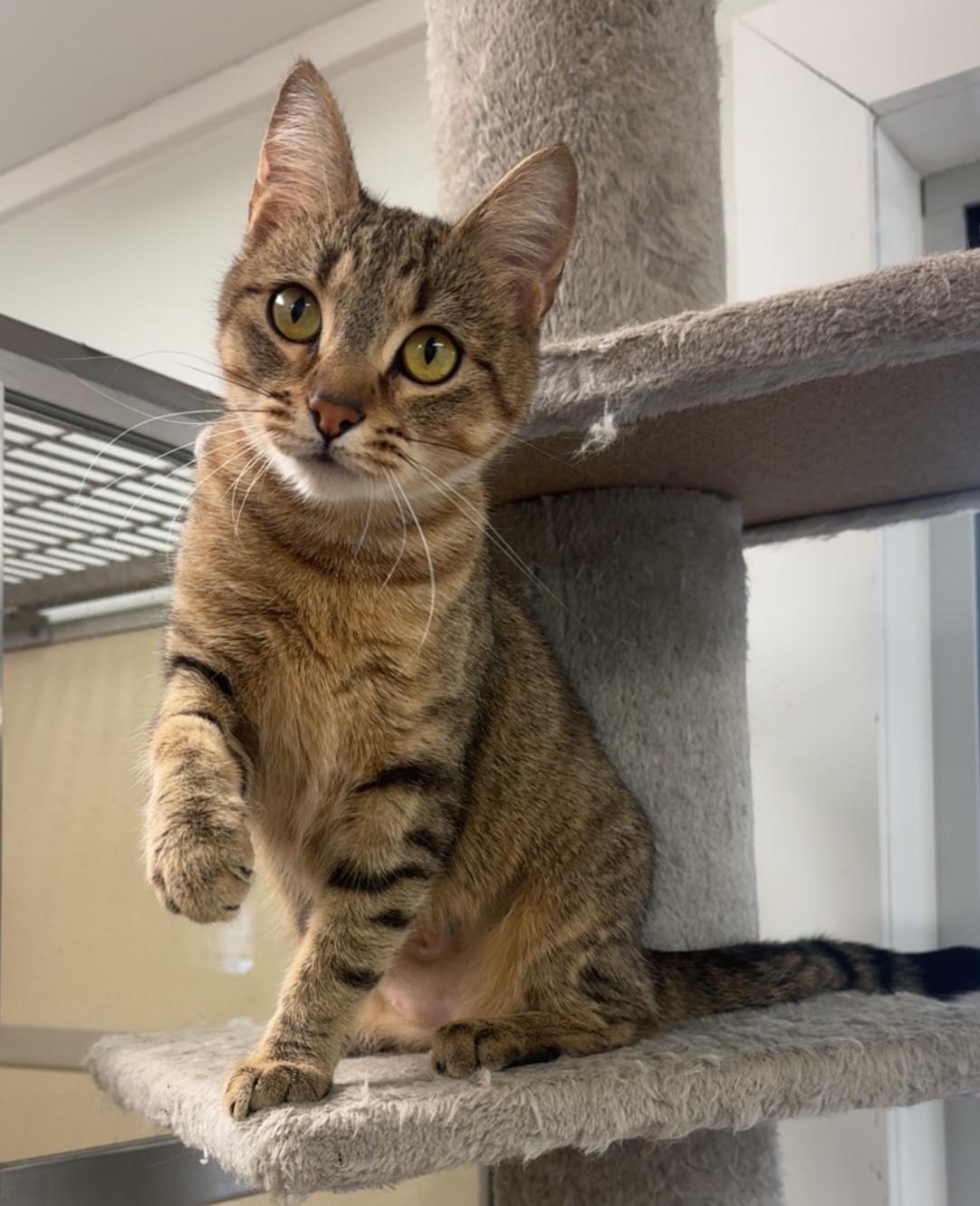 Enlarge Minnie, a ADOPTABLE Domestic Short Hair in Kearneysville, WV image 2/4