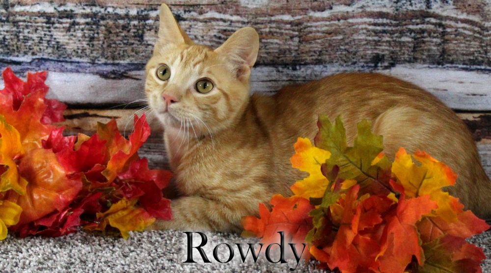 Rowdy, Adopted, Kitten Male Domestic Short Hair.
