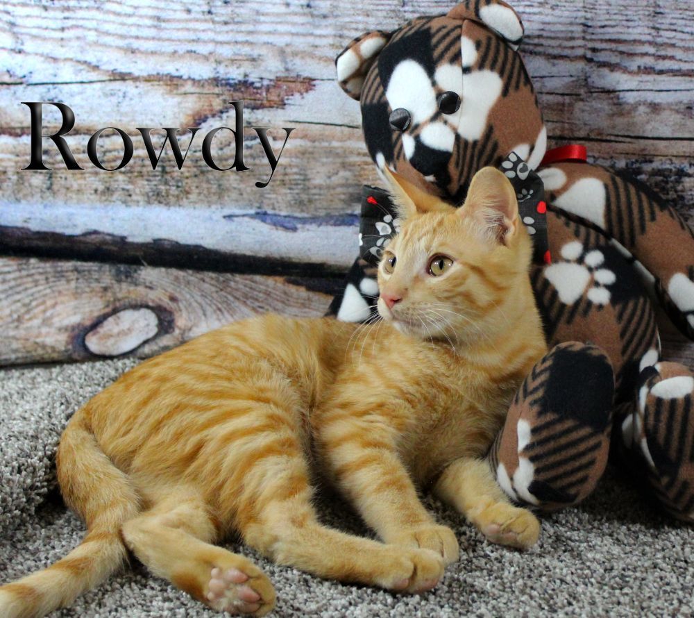 Rowdy, a Adopted Domestic Short Hair in Topinabee, MI image 2/6