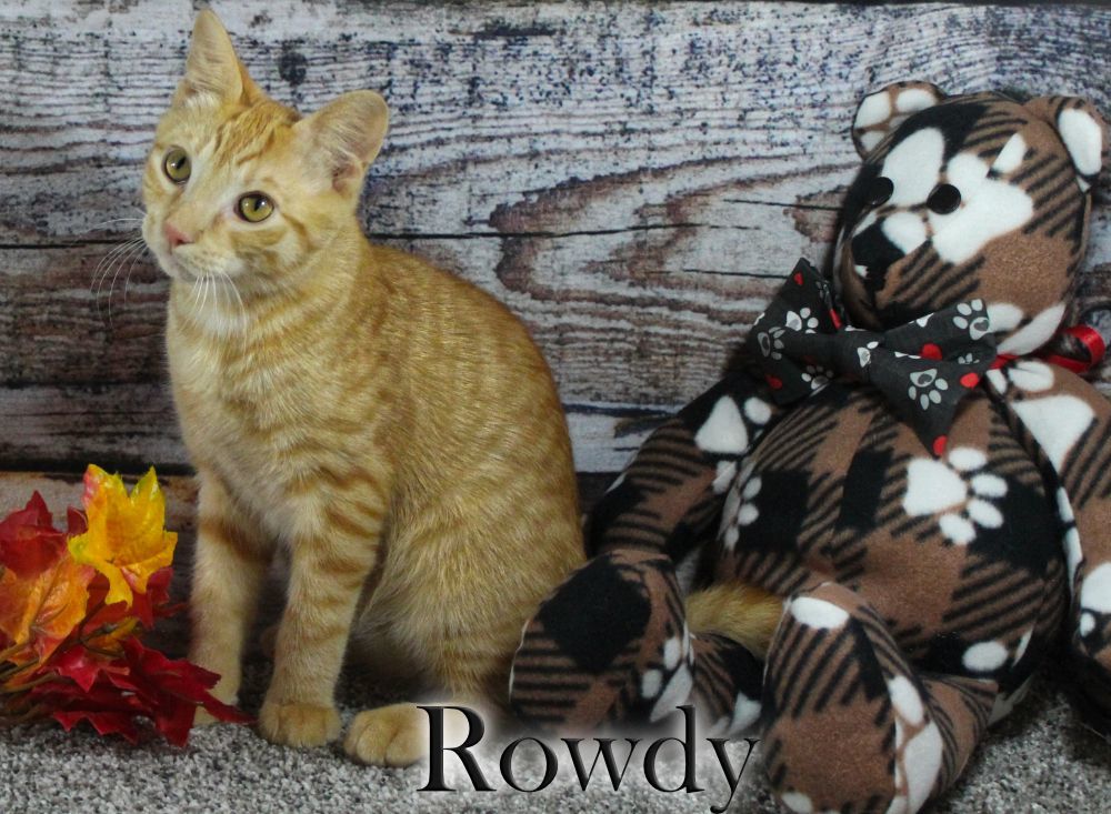 Rowdy, a Adopted Domestic Short Hair in Topinabee, MI image 3/6