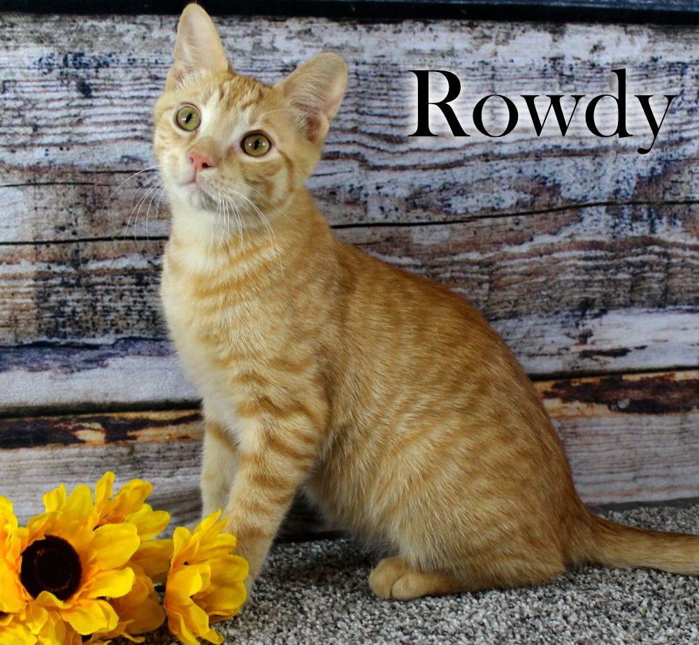 Rowdy, a Adopted Domestic Short Hair in Topinabee, MI image 4/6
