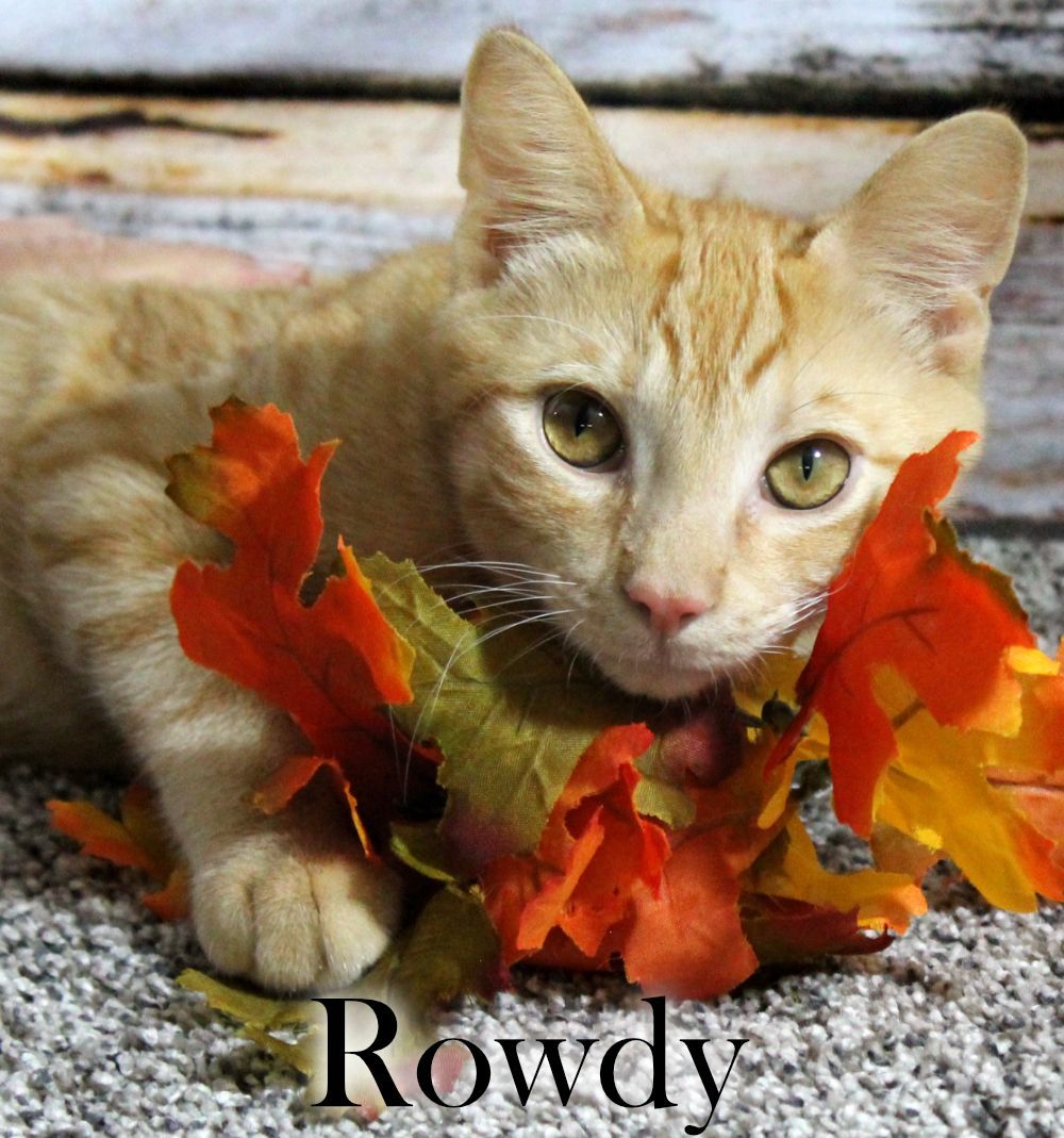 Rowdy, Adopted, Kitten Male Domestic Short Hair.