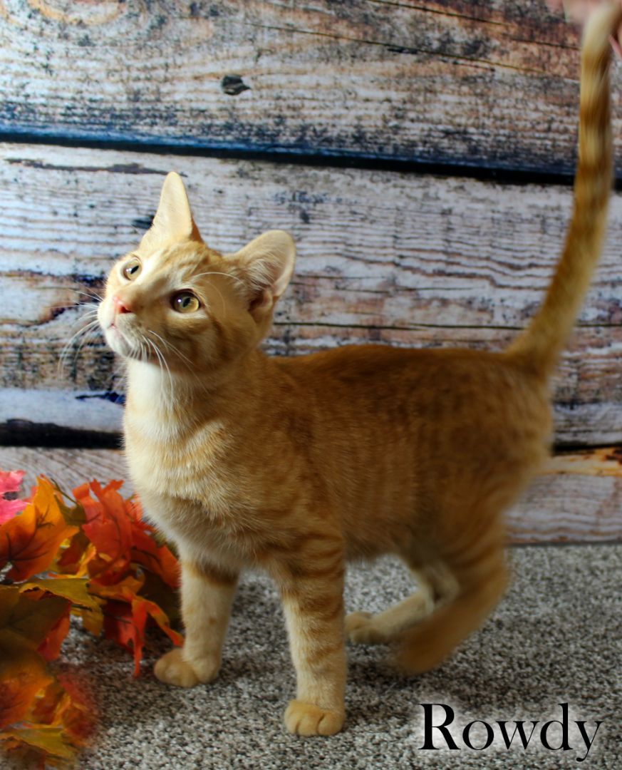 Rowdy, a Adopted Domestic Short Hair in Topinabee, MI image 6/6