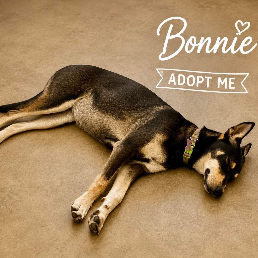 Enlarge Bonnie, a Adoptable mixed breed in Phoenix, AZ image 2/6