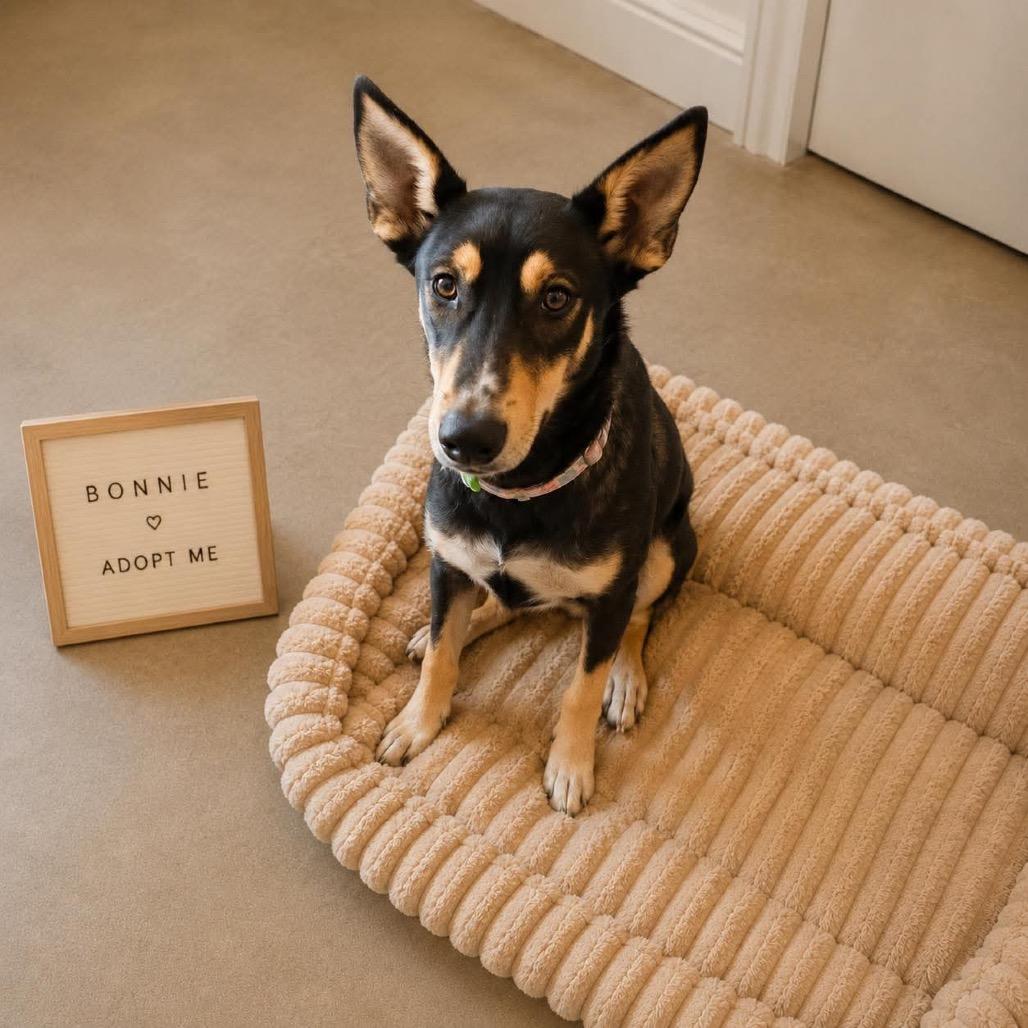 Enlarge Bonnie, a Adoptable mixed breed in Phoenix, AZ image 5/6