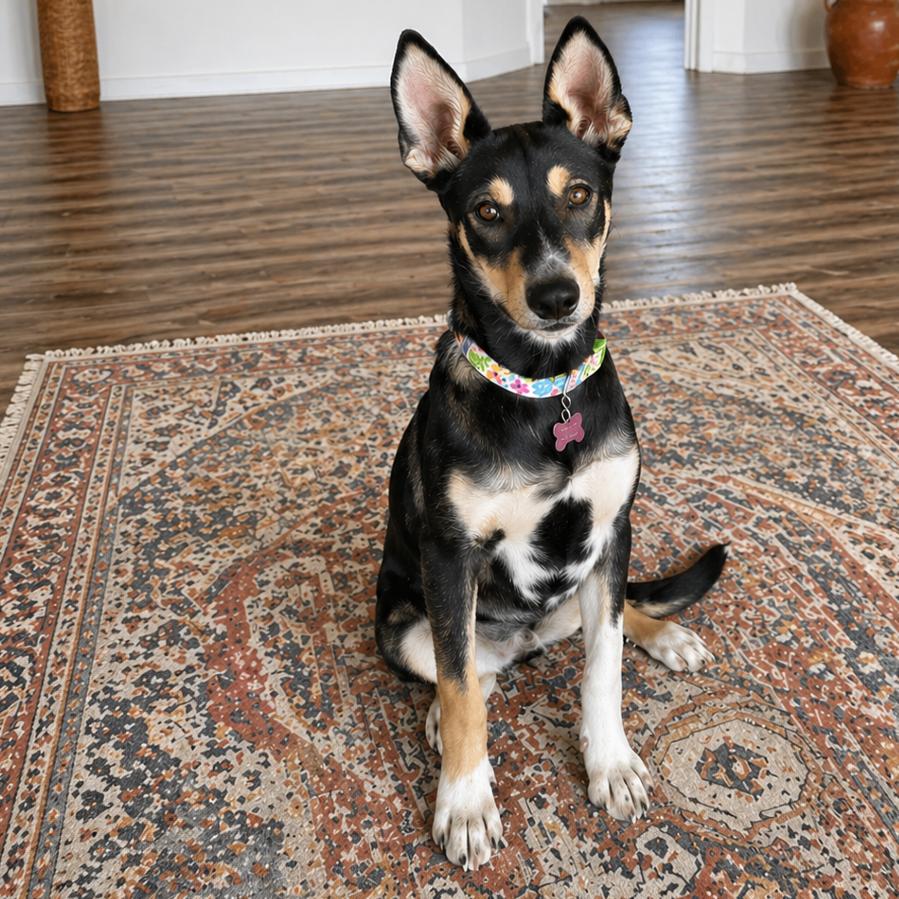 Enlarge Bonnie, a Adoptable mixed breed in Phoenix, AZ image 6/6