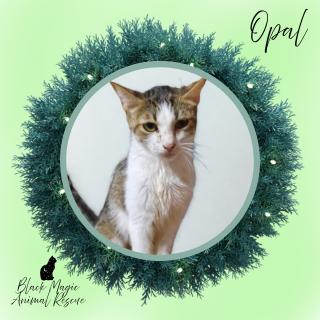 Opal, Adoptable, Young Female Domestic Short Hair.
