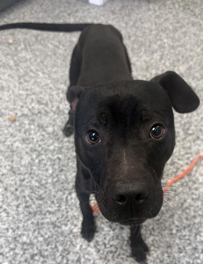 Enlarge Hammy, a Adoptable mixed breed in Vincennes, IN image 1/1