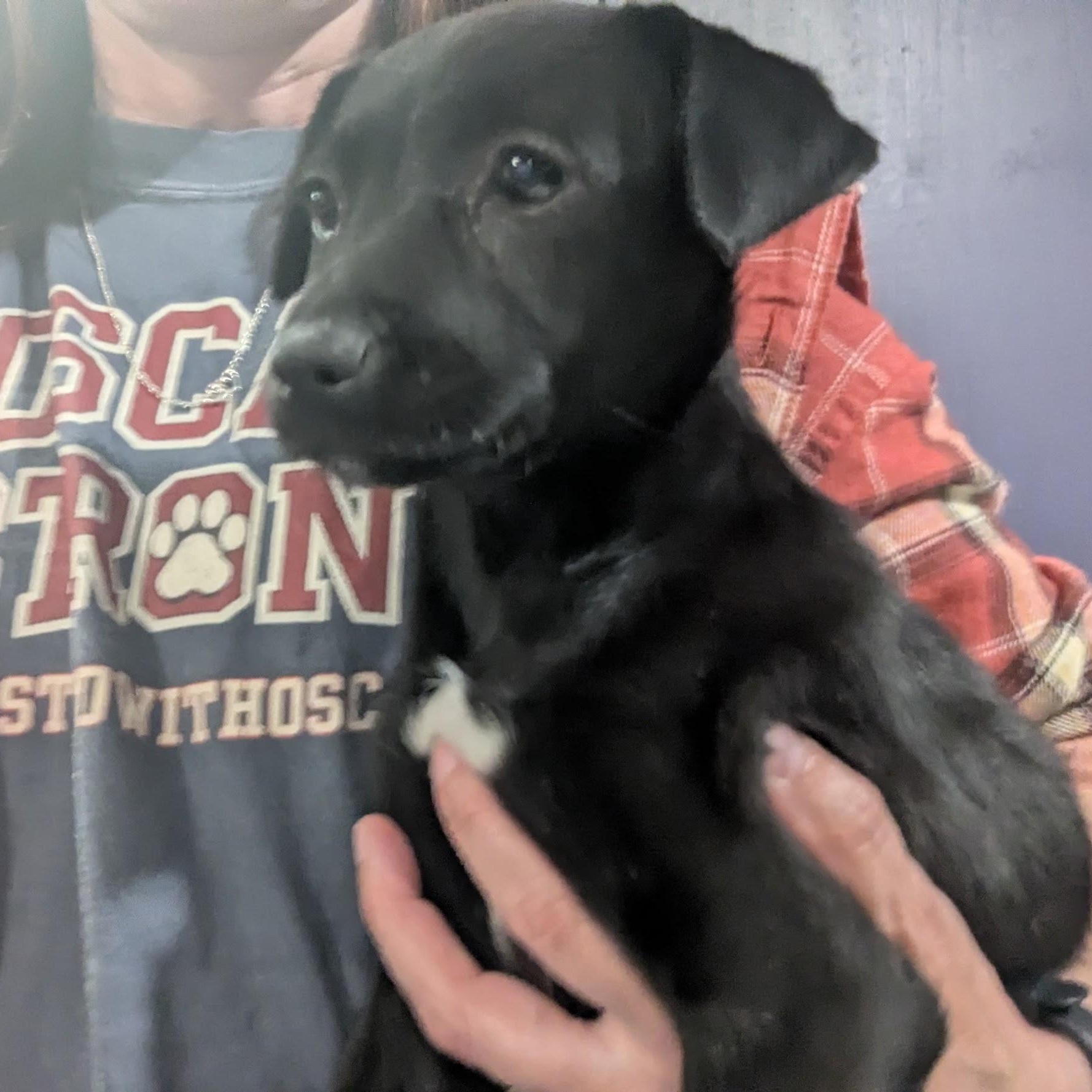 Enlarge Eloise, a ADOPTABLE mixed breed in Sparta, NJ image 2/5