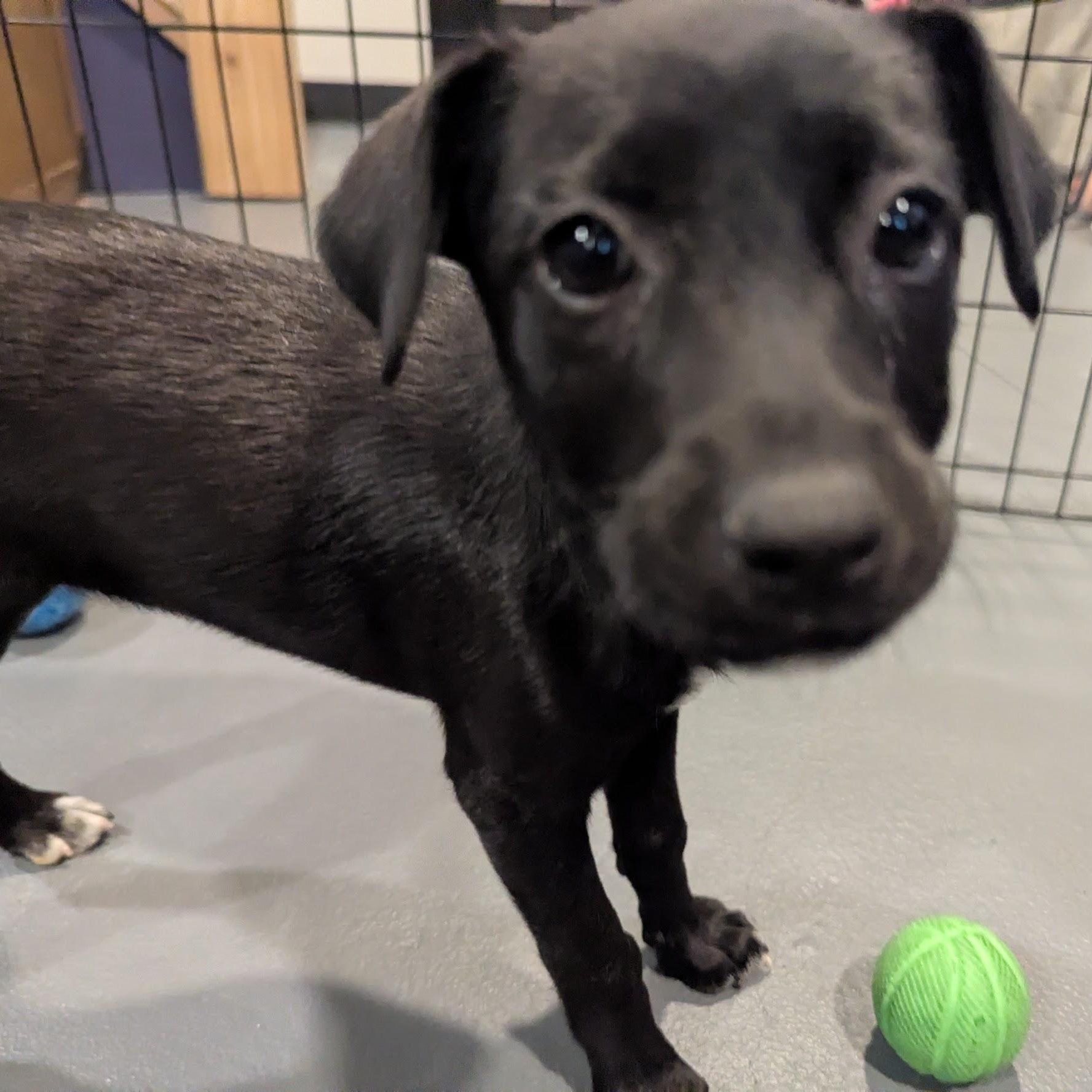 Enlarge Eloise, a ADOPTABLE mixed breed in Sparta, NJ image 4/5