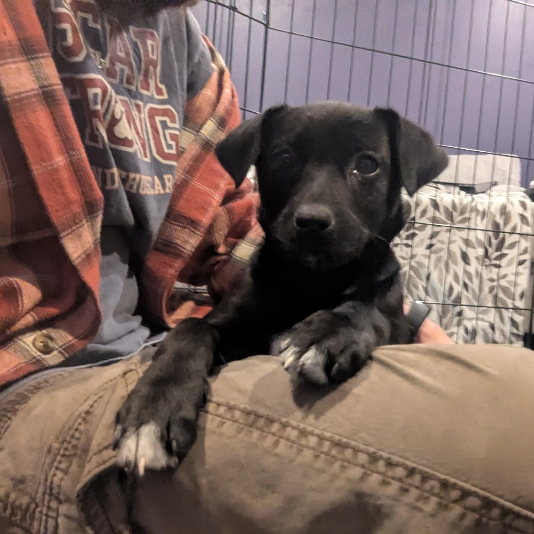 Enlarge Eloise, a ADOPTABLE mixed breed in Sparta, NJ image 3/5