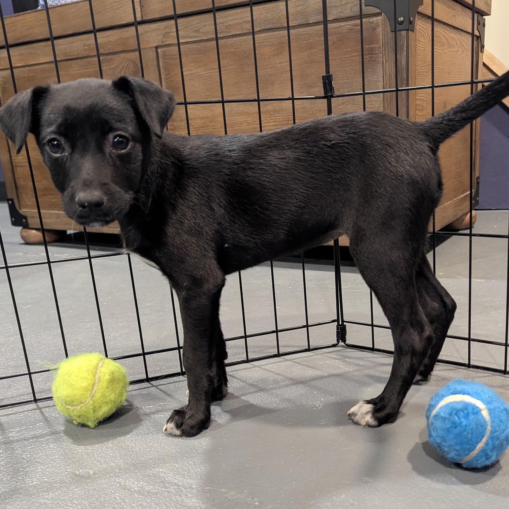 Enlarge Eloise, a ADOPTABLE mixed breed in Sparta, NJ image 1/5