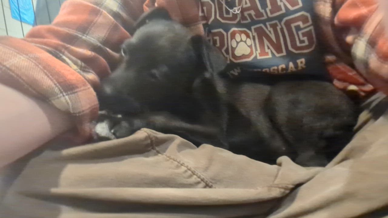 Enlarge Eloise, a ADOPTABLE mixed breed in Sparta, NJ video 5/5