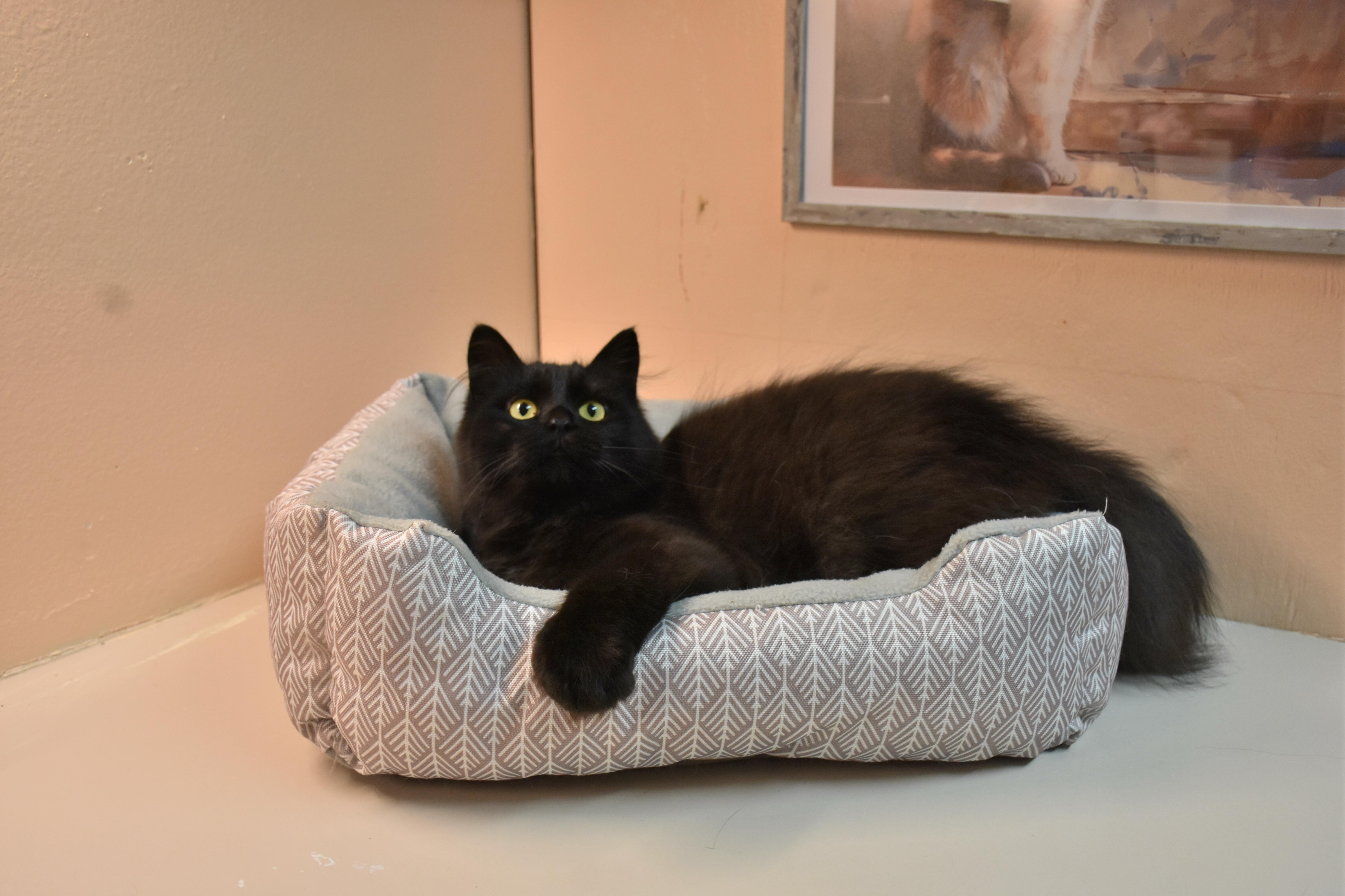 Cassidy, ADOPTABLE, Young Female Domestic Medium Hair.
