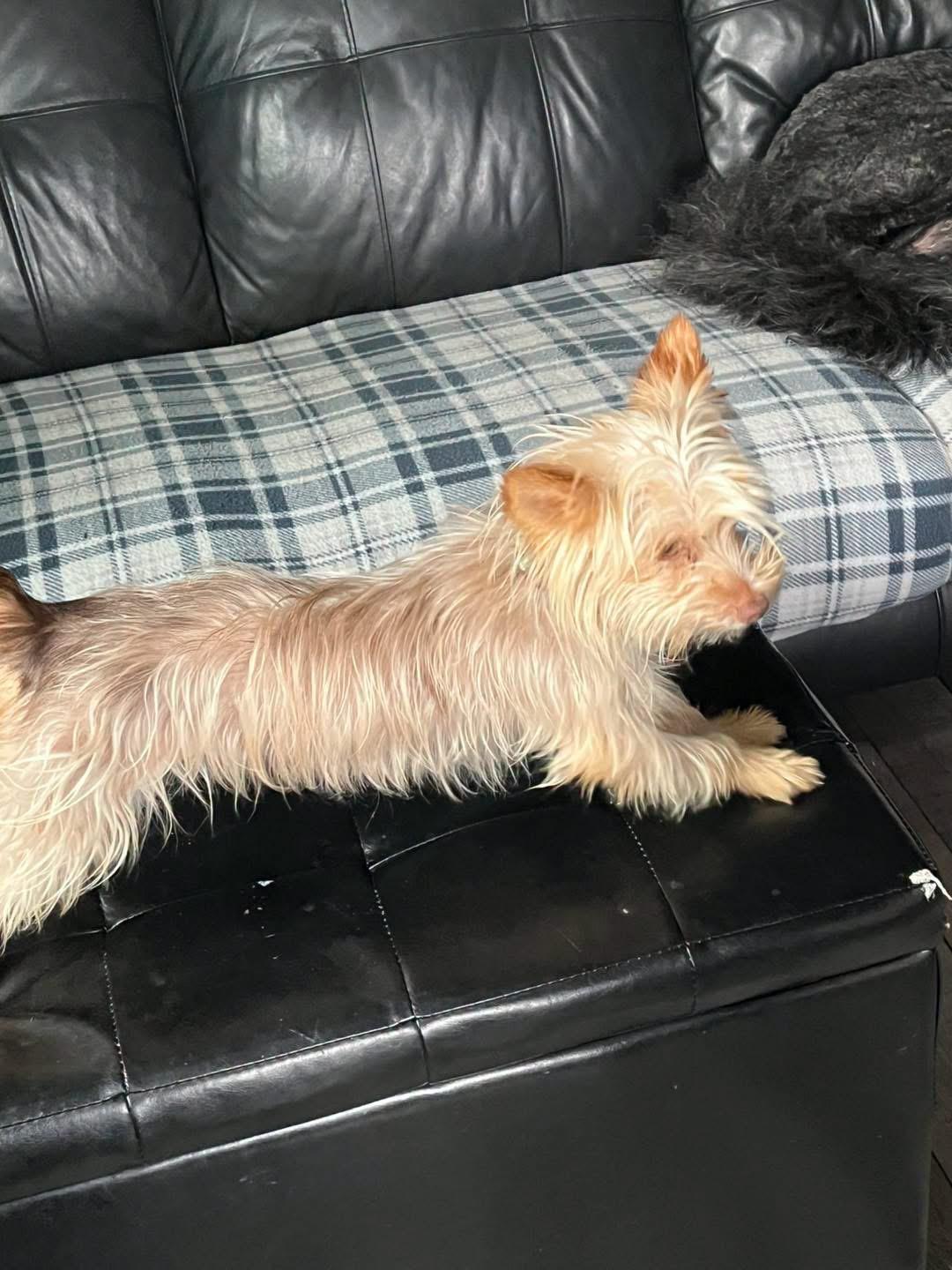 Enlarge Hansel, an adopted Yorkshire Terrier in Eugene, OR image 2/4