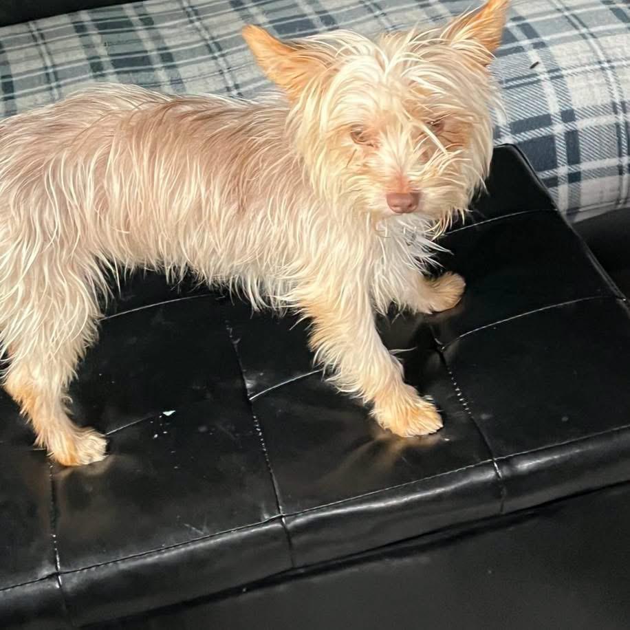 Enlarge Hansel, an adopted Yorkshire Terrier in Eugene, OR image 4/4