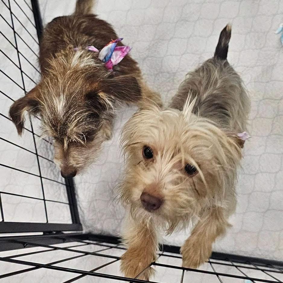 Enlarge Hansel, an adopted Yorkshire Terrier in Eugene, OR image 1/4