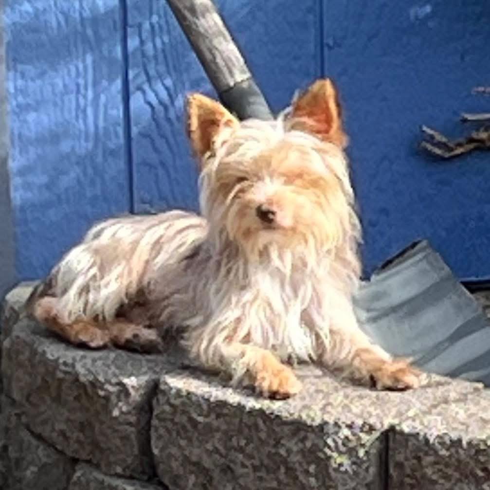 Enlarge Hansel, an adopted Yorkshire Terrier in Eugene, OR image 3/4