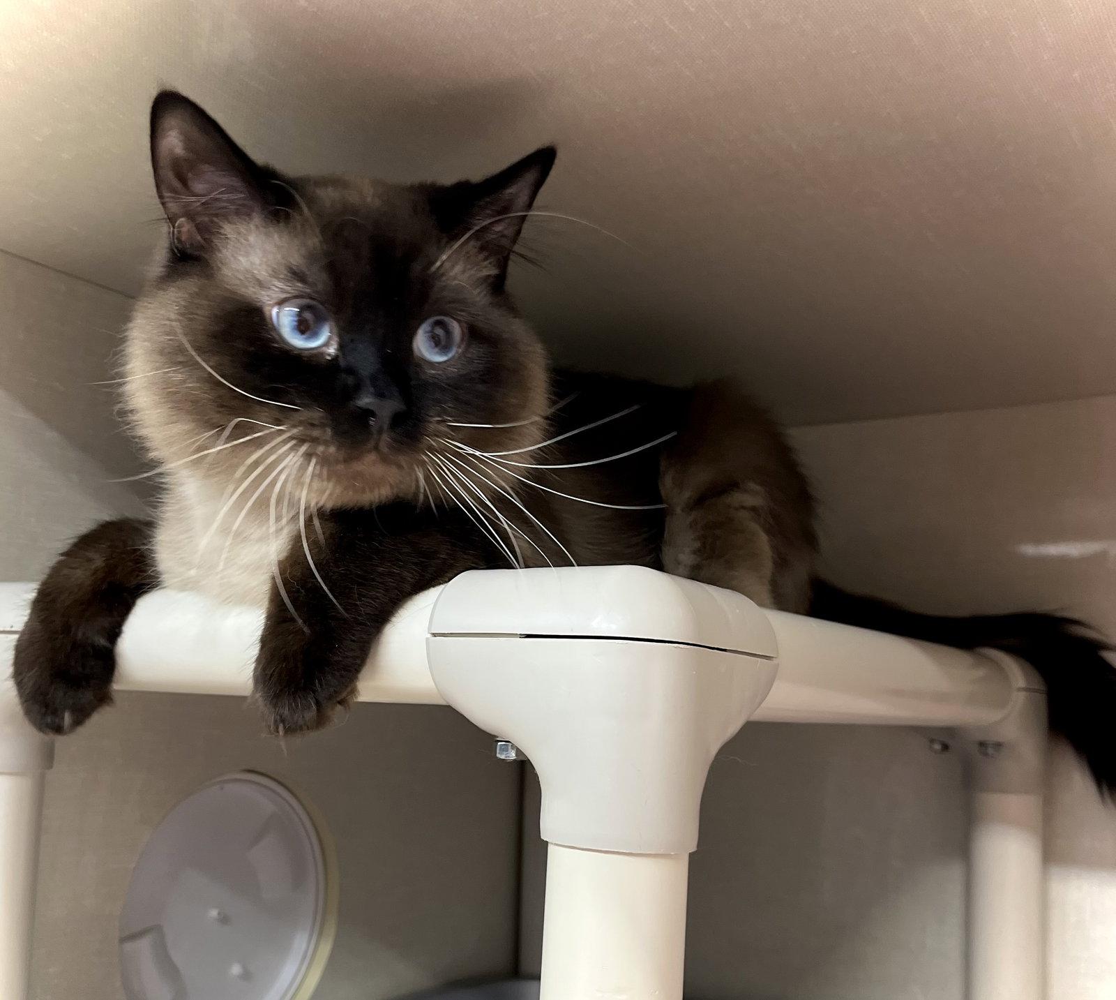 King Julian, Adopted, Young Male Himalayan & Ragdoll.