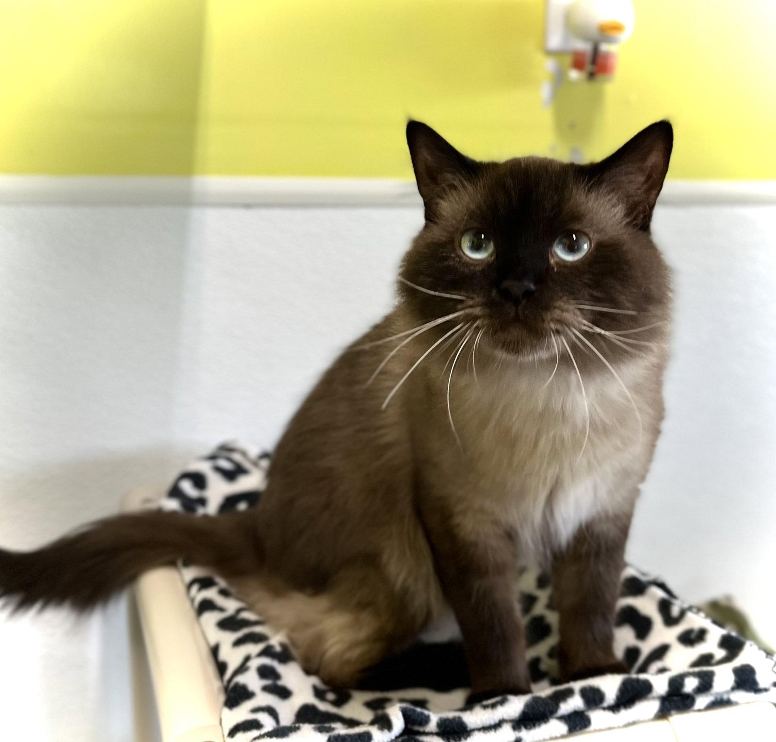 King Julian, a Adopted mixed breed in Estherville, IA image 2/3