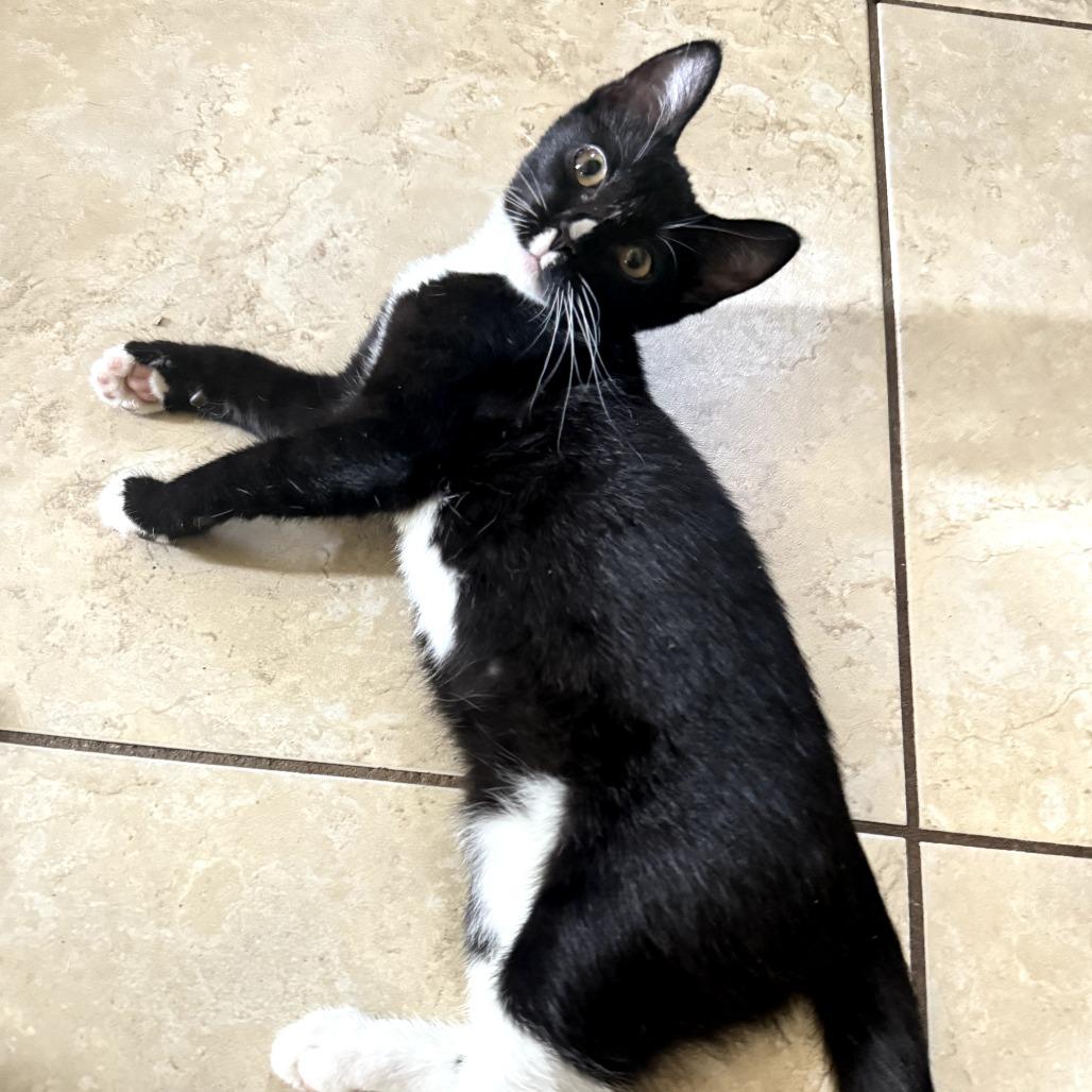 Enlarge Cupcake, a Adoptable Domestic Short Hair in Long Beach, CA image 1/6