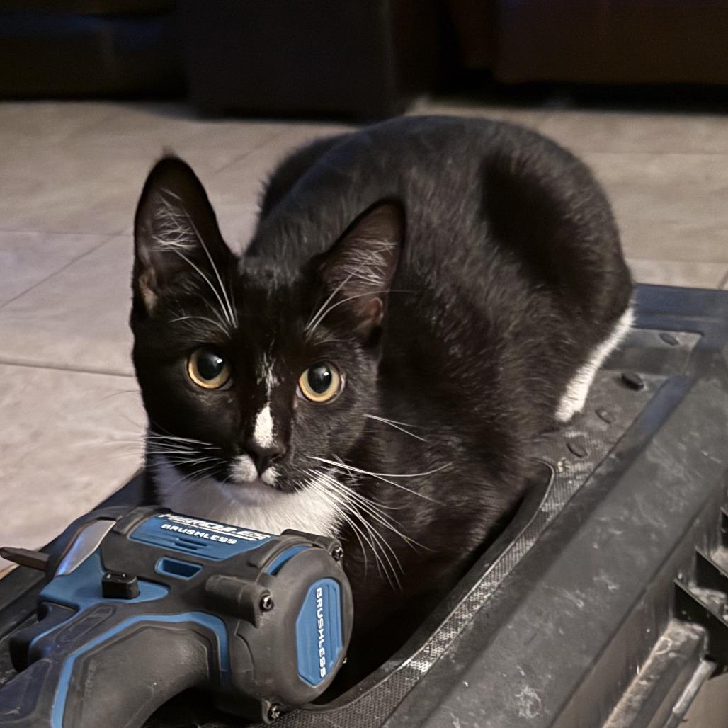 Enlarge Cupcake, a Adoptable Domestic Short Hair in Long Beach, CA image 2/6