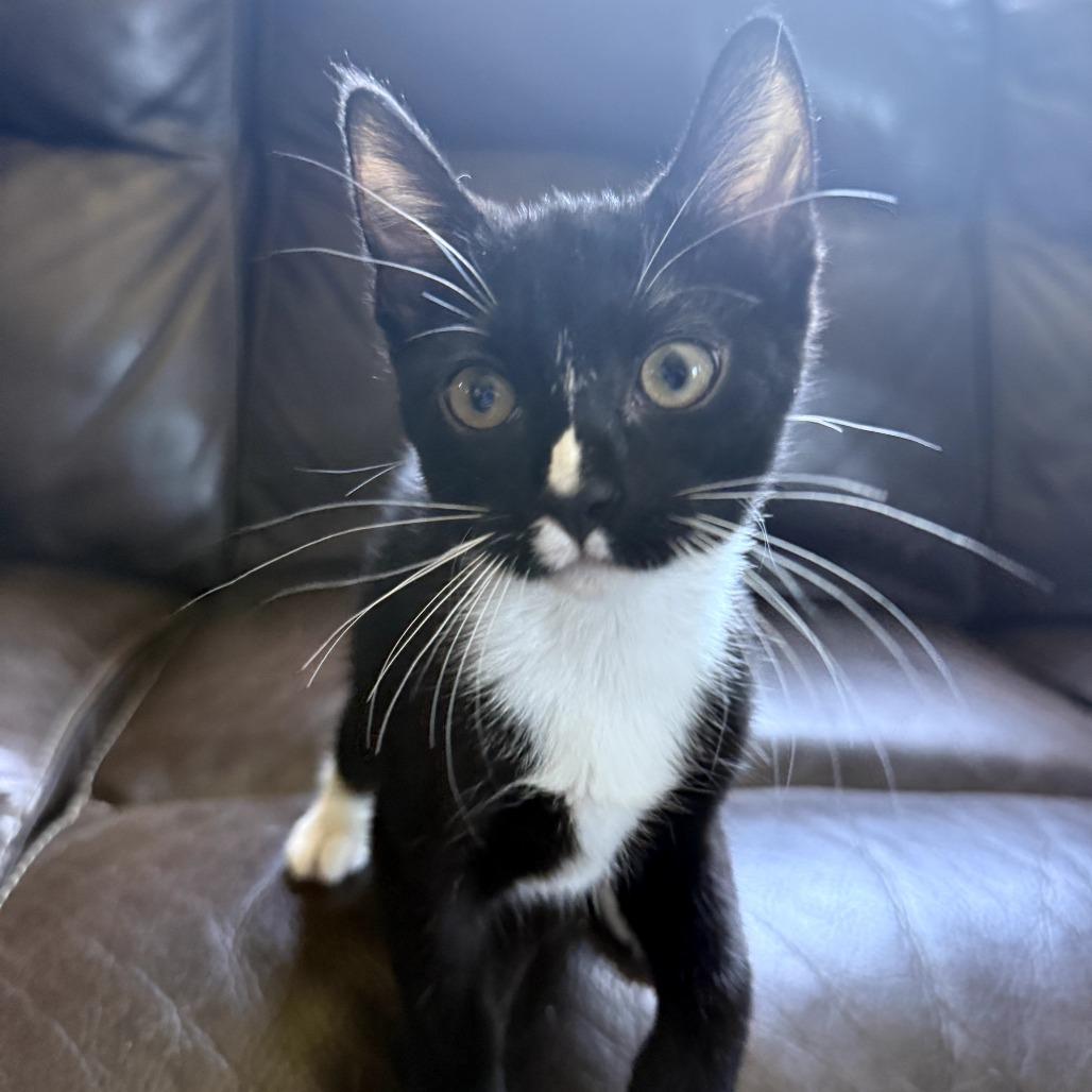 Enlarge Cupcake, a Adoptable Domestic Short Hair in Long Beach, CA image 3/6