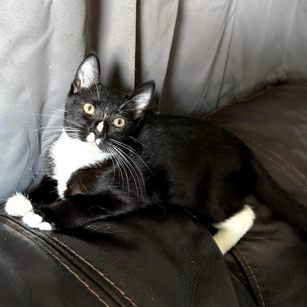 Enlarge Cupcake, a Adoptable Domestic Short Hair in Long Beach, CA image 4/6