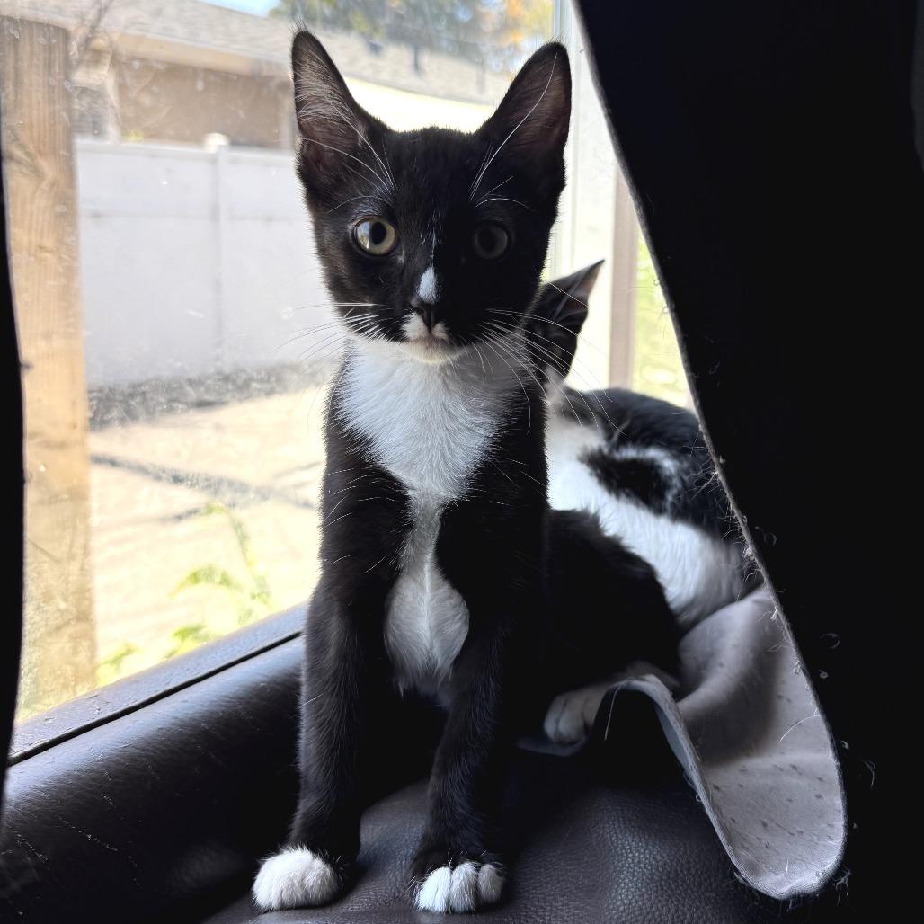 Enlarge Cupcake, a Adoptable Domestic Short Hair in Long Beach, CA image 5/6