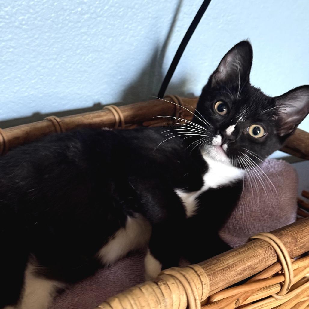 Enlarge Cupcake, a Adoptable Domestic Short Hair in Long Beach, CA image 5/6