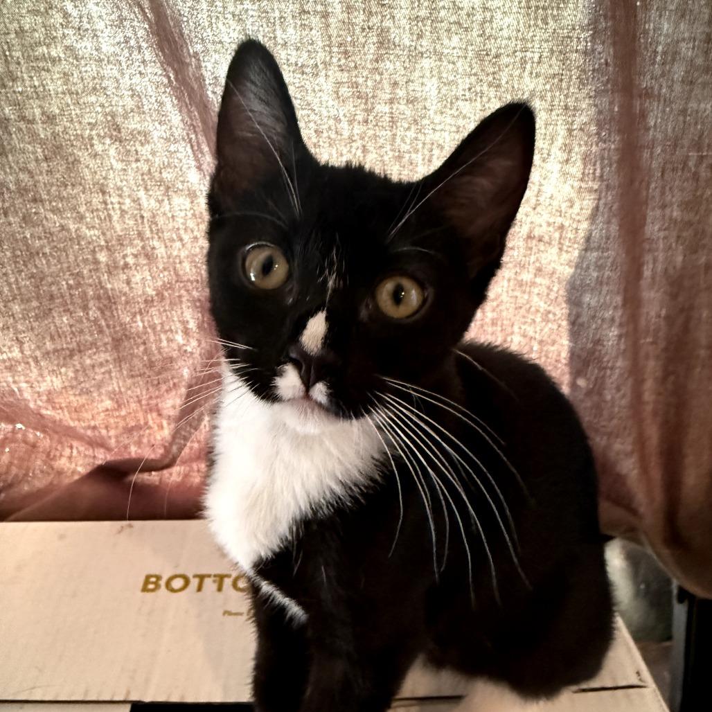 Enlarge Cupcake, a Adoptable Domestic Short Hair in Long Beach, CA image 6/6