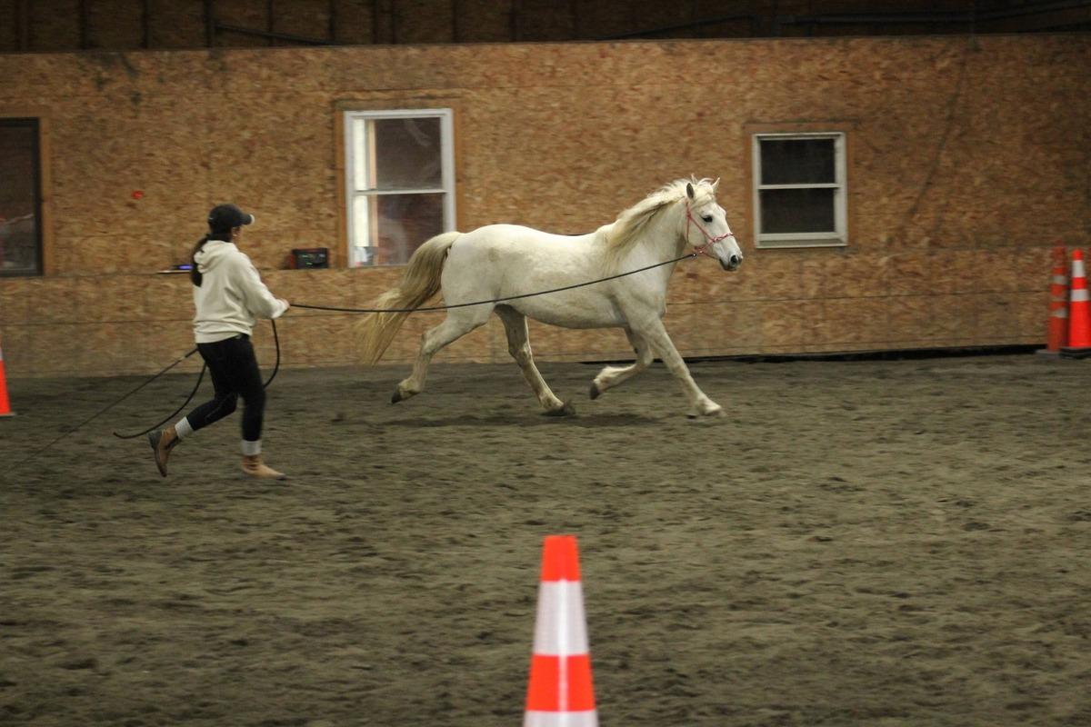 Enlarge Rhapsody - 365 Divison, a Adoptable Mustang in Huntington, WV image 2/5