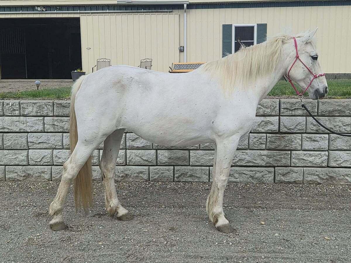 Rhapsody - 365 Divison, Adoptable, Adult Female Mustang.