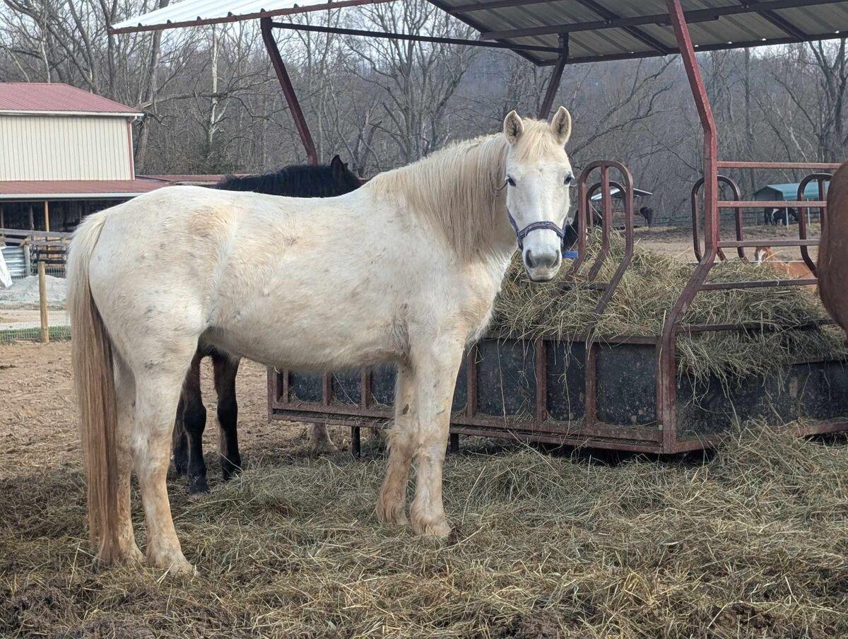 Rhapsody, Adoptable, Adult Female Mustang.