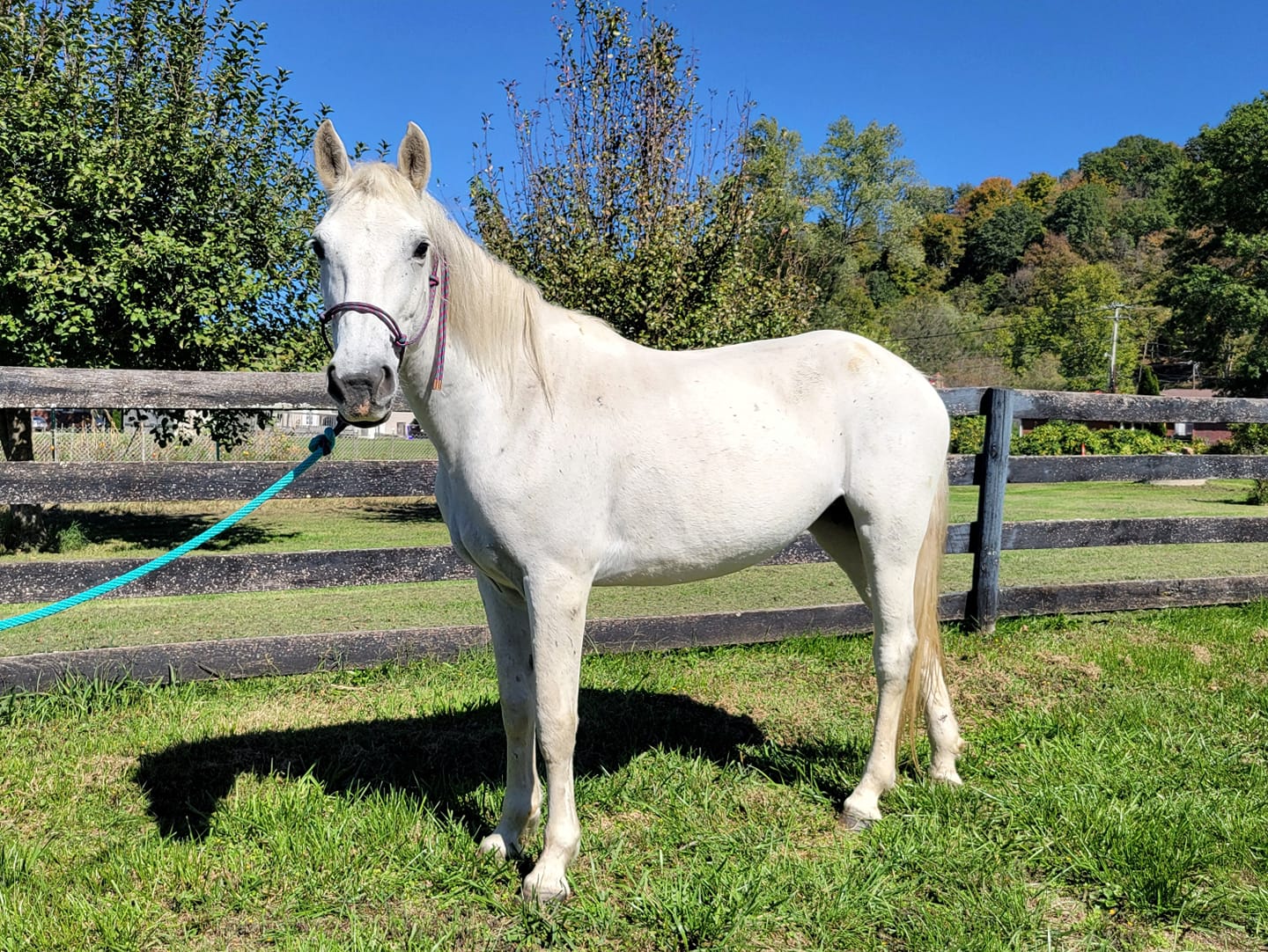 Rhapsody, a Adoptable Mustang in Huntington, WV image 2/2