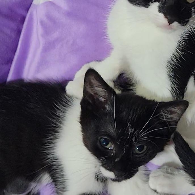 Lzzy Hale, Adoptable, Kitten Female Domestic Short Hair.